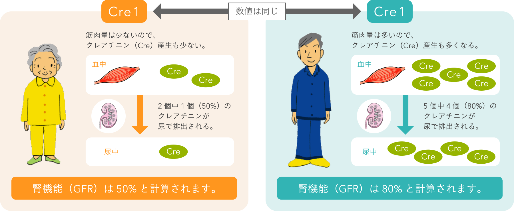 クレアチニンによる腎機能の計算