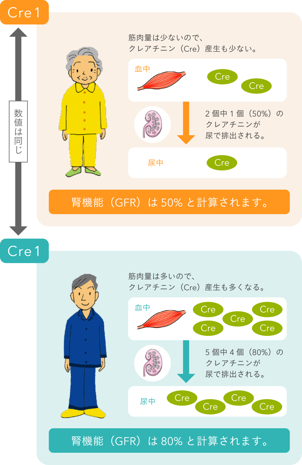 クレアチニンによる腎機能の計算